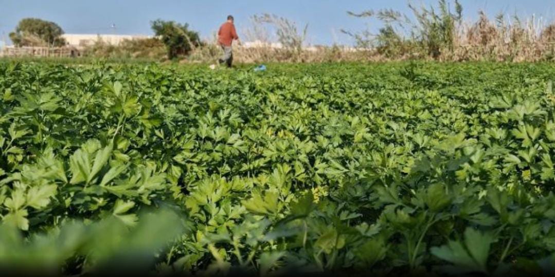 التساقطات المطرية الأخيرة تنعش آمال الفلاحين بمنطقة تاورطة بالداخلة