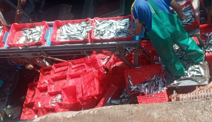 سيدي إفني..مصيدة السردين تجيد على المراكب و تخلق حركة حيوية جيدة بالميناء و المدينة