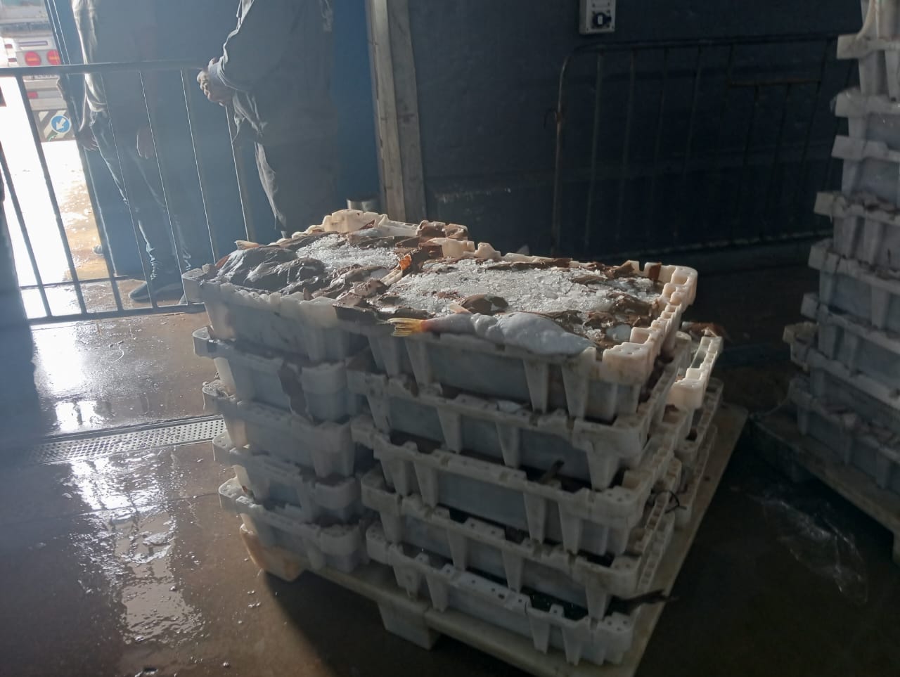 مصالح المراقبة بميناء تحاصر مهربي الاسماك ، في حملة قوية يقودها مندوب الصيد