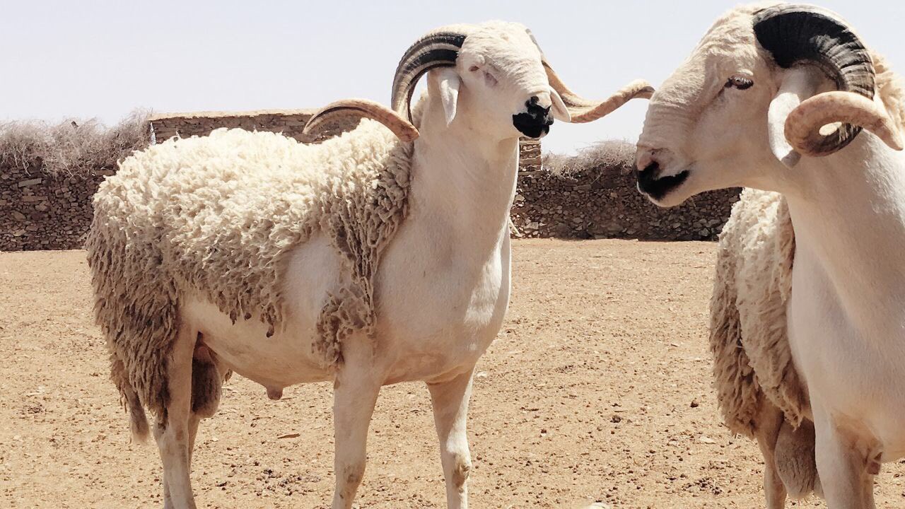 الحوز.. نفوق مواشي بسبب مرض معدٍ ومطالب بتدخل عاجل من وزارة الفلاحة