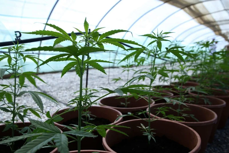 أول شحنة قانونية من القنب الهندي الطبي المغربي تُصدّر إلى أستراليا