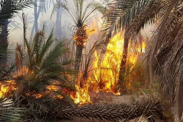 إقليم طاطا.. حريق بواحة “أفرا” يتسبب في إتلاف أزيد من 3 هكتارات من النخيل