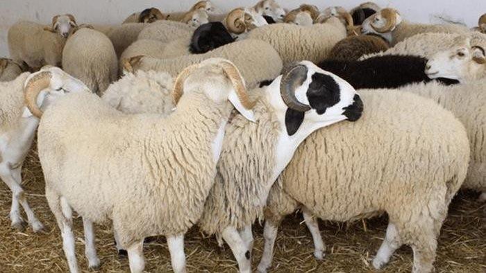 عيد الأضحى.. الاتحاد العام لمقاولات المغرب يدعو القطاع الخاص لمنح يوم 9 يونيو عطلة للأجراء