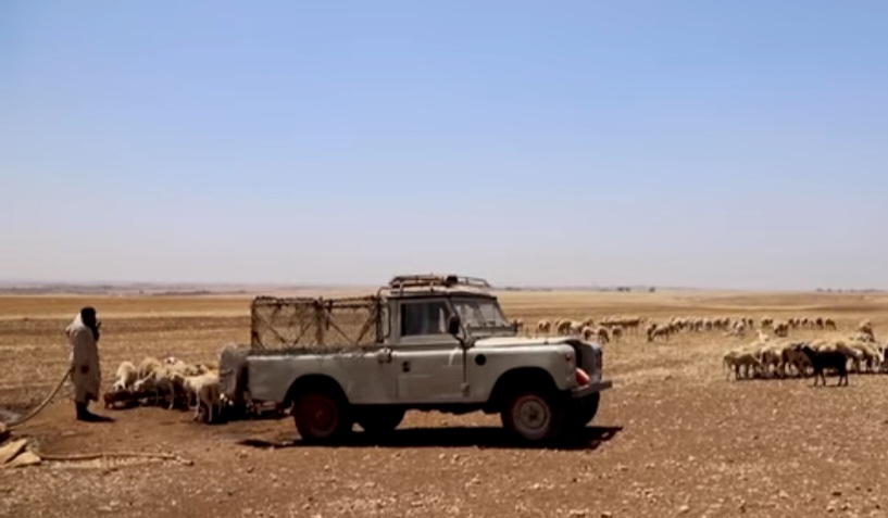 كسابة العيون وطرفاية يوجهون نداءً عاجلاً لوالي الجهة ويُحمّلون المسؤولية لمندوب الفلاحة